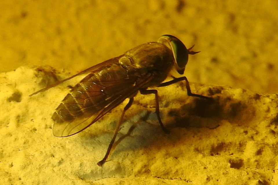 Tabanidae - böglyök