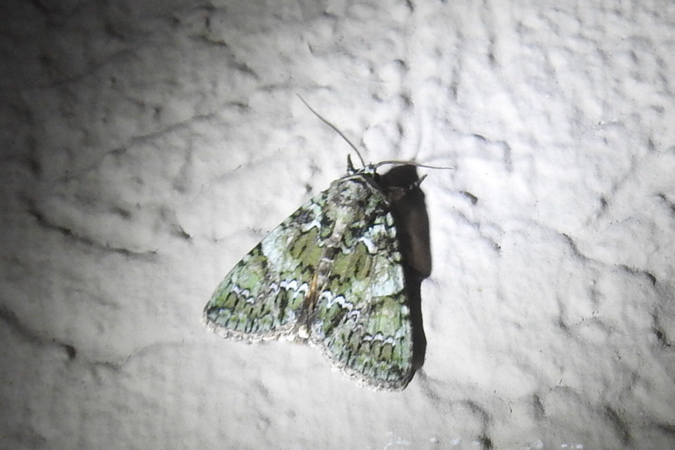 Polyphaenis sericata - selyemfényű erdeibagoly