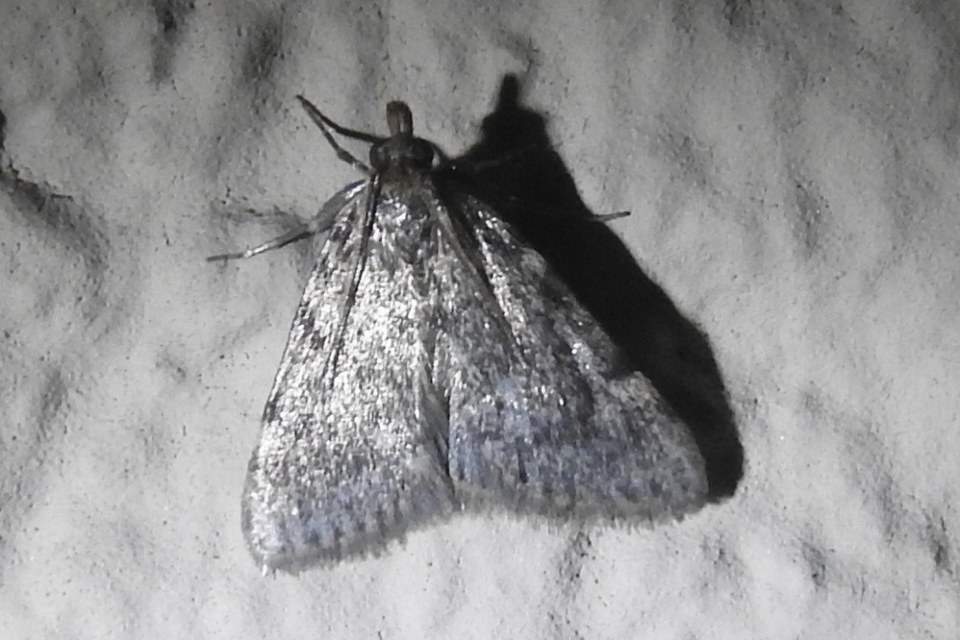 Aglossa pinguinalis - zsiradékmoly