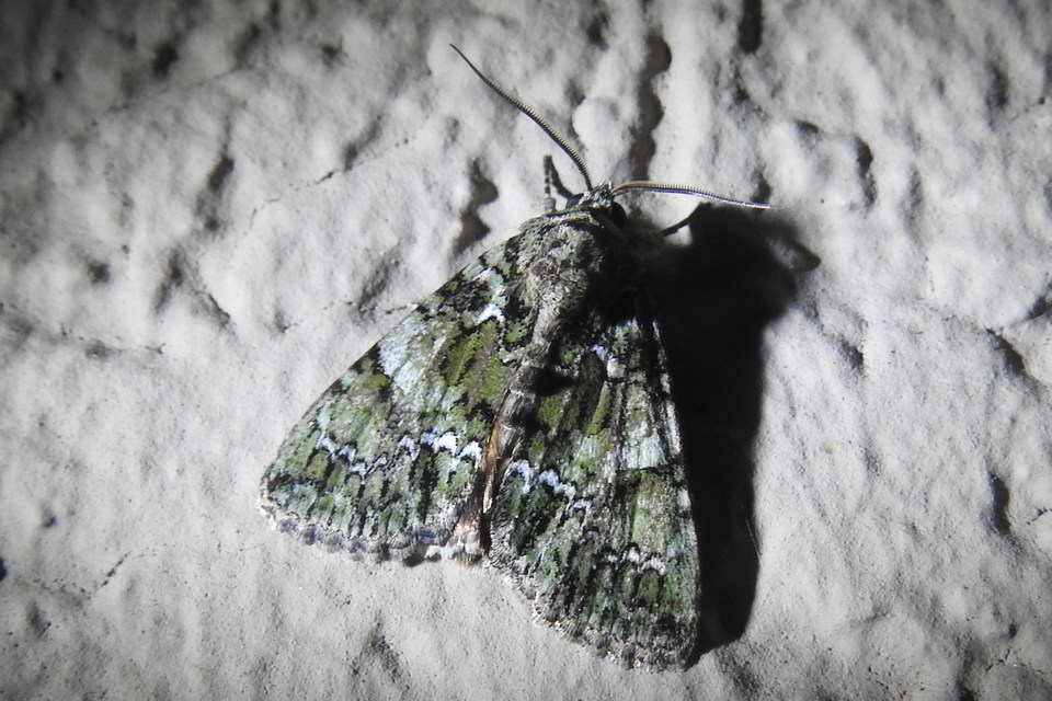 Polyphaenis sericata - selyemfényű erdeibagoly