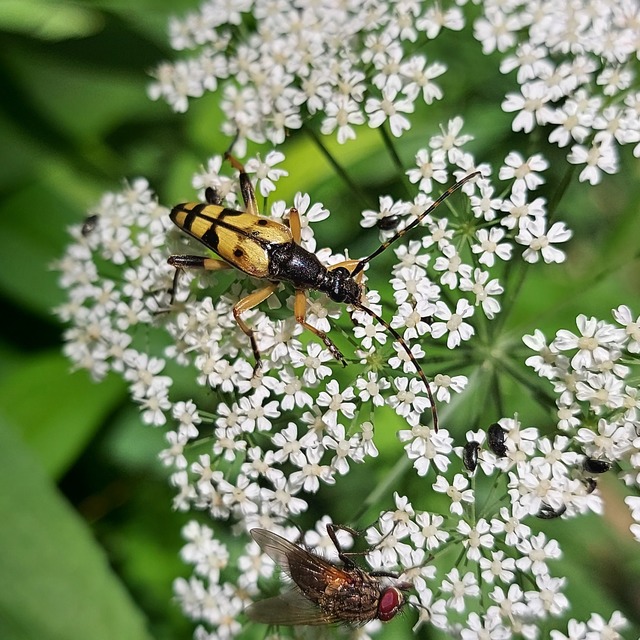 Rutpela maculata - tarkacsápú karcsúcincér