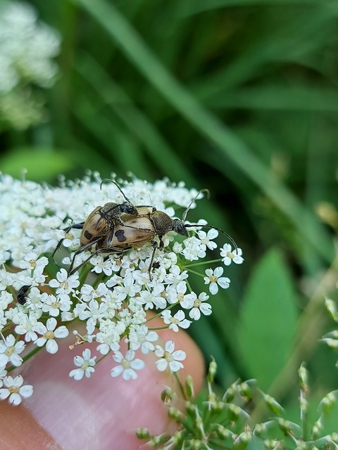 Pachytodes cerambyciformis - változékony virágcincér