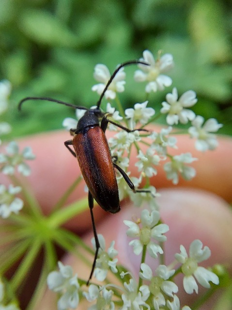 Stenurella melanura - feketevégű karcsúcincér