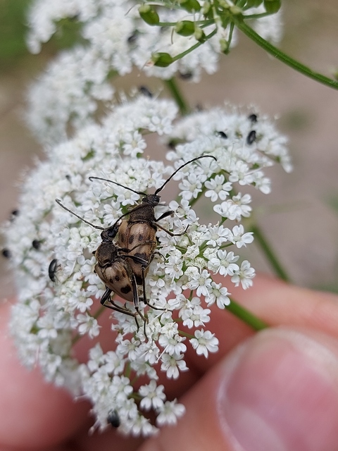 Pachytodes cerambyciformis - változékony virágcincér