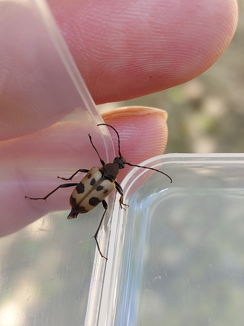 Pachytodes cerambyciformis - változékony virágcincér