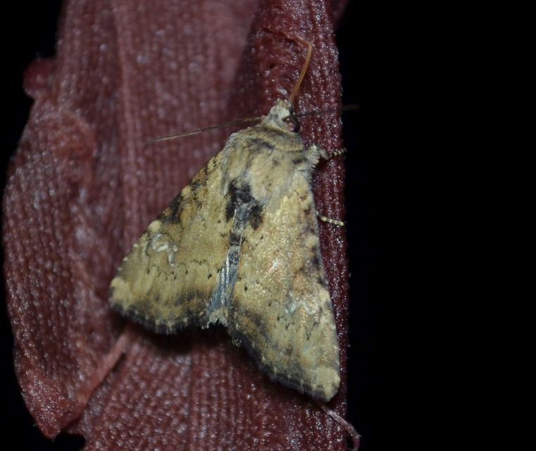 Loscopia scolopacina - csinos dudvabagoly