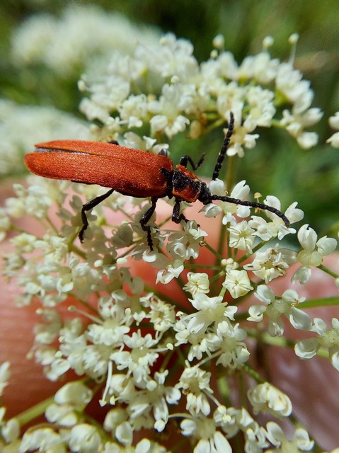 Lygistopterus sanguineus - vérbogár