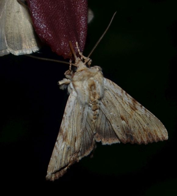 Apamea lithoxylaea - fakó dudvabagoly