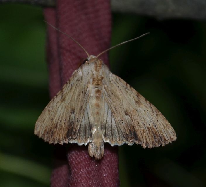 Apamea lithoxylaea - fakó dudvabagoly