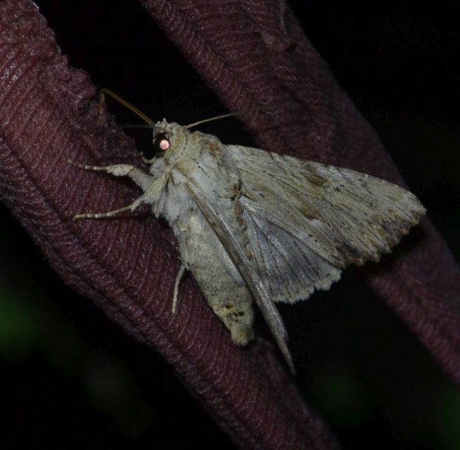 Apamea lithoxylaea - fakó dudvabagoly