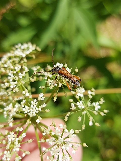 Stenopterus rufus - tarkacsápú keskenyfedőscincér