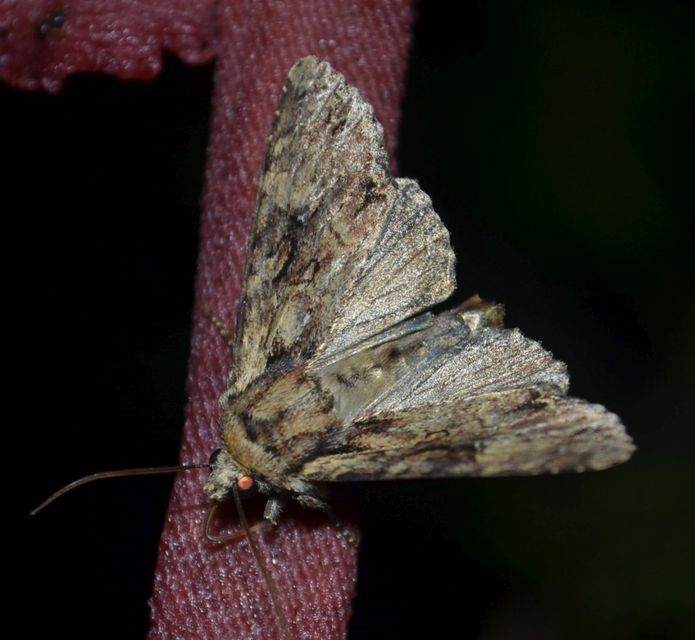 Apamea epomidion - vörösbarna dudvabagoly