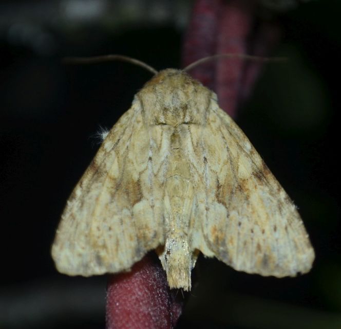 Apamea lithoxylaea - fakó dudvabagoly