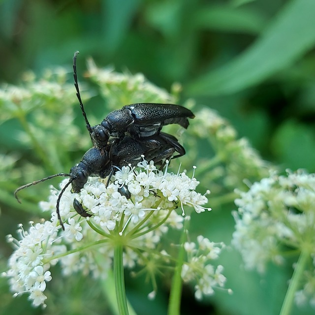 Stictoleptura scutellata - hegyi virágcincér