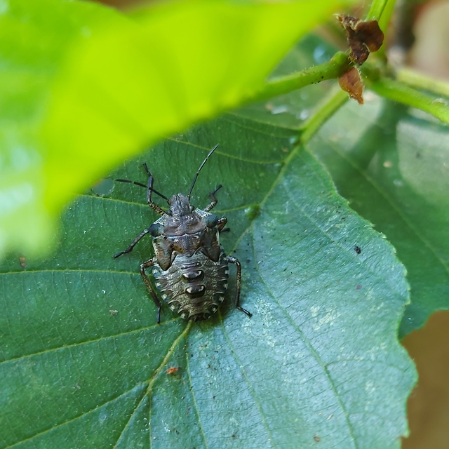 Pentatoma rufipes - vöröslábú címerespoloska Pentatoma rufipes - vöröslábú címerespoloska