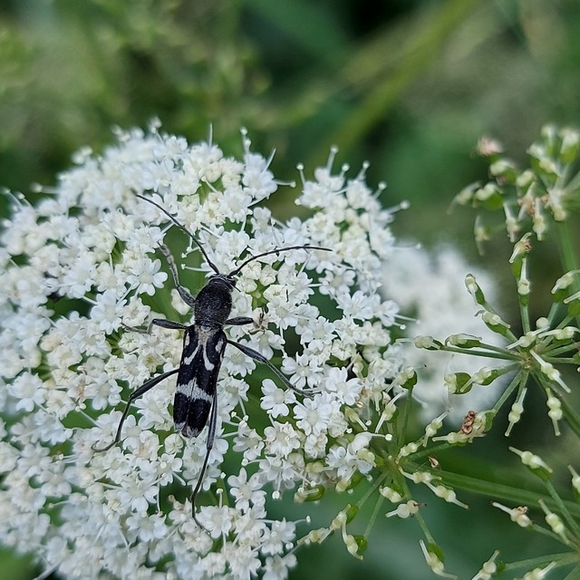 Chlorophorus figuratus - rajzos darázscincér