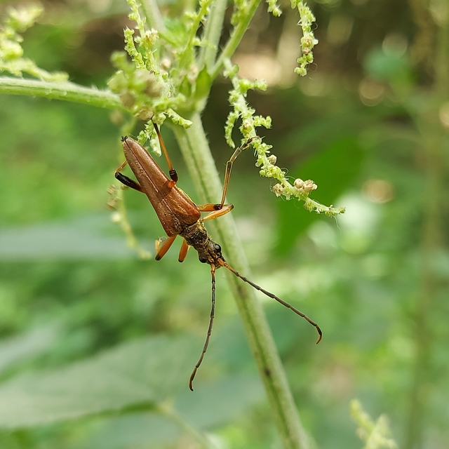 Stenocorus meridianus - fűz-gyökércincér