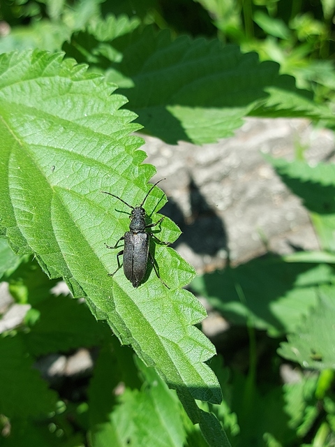Stictoleptura scutellata - hegyi virágcincér