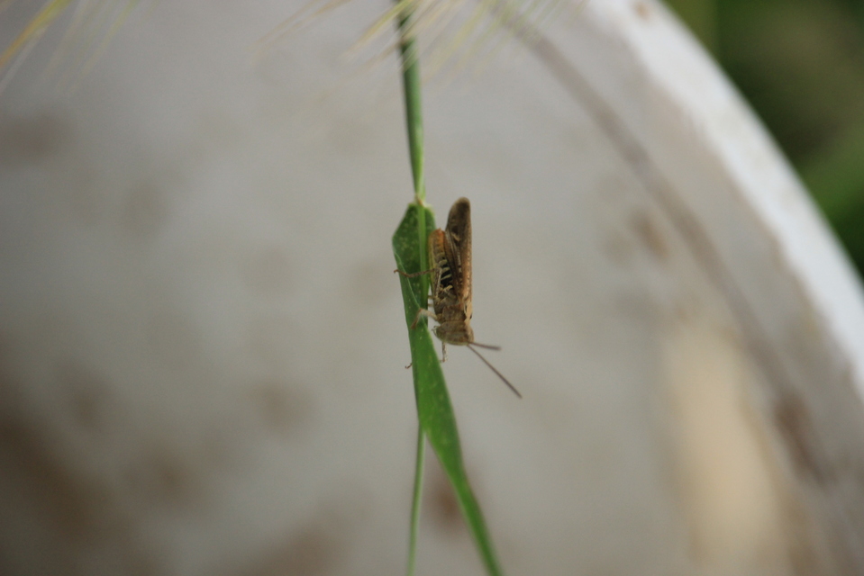 Chorthippus brunneus - közönséges tarlósáska