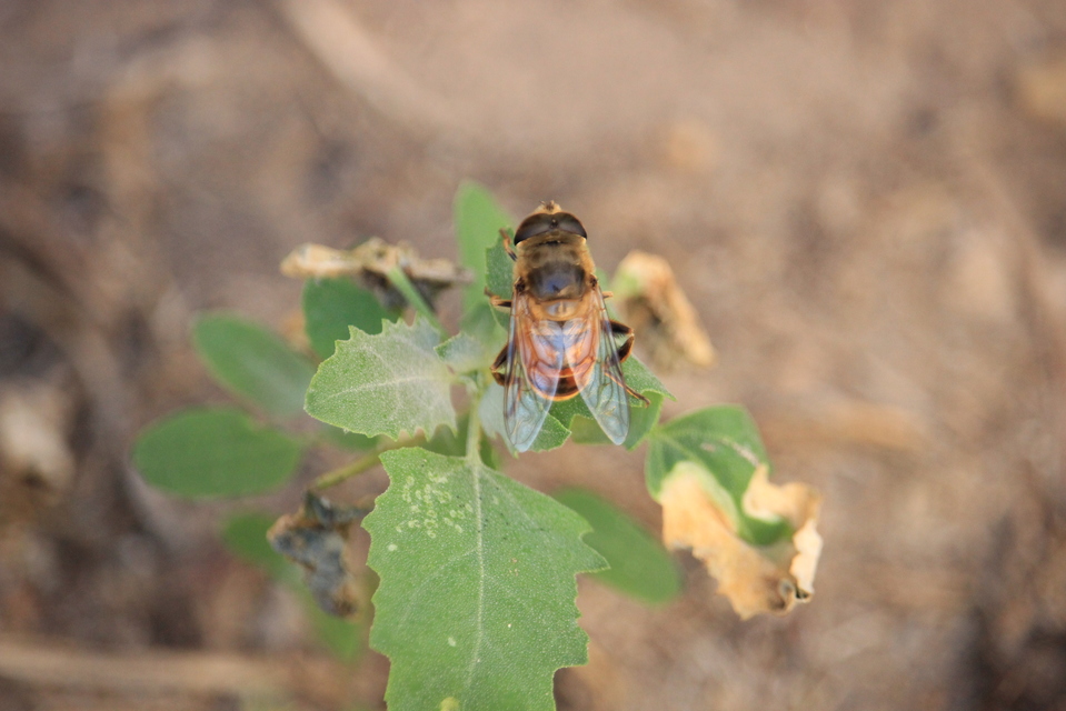 Eristalis tenax - közönséges herelégy