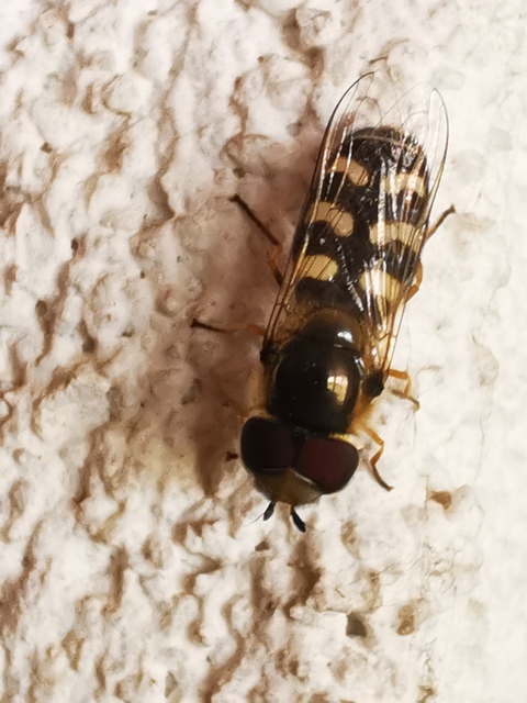 Scaeva