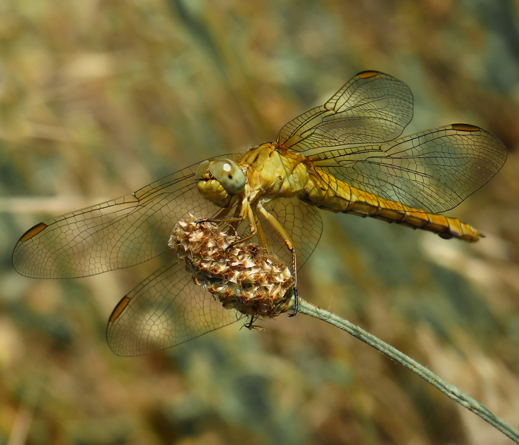 Orthetrum coerulescens - karcsú pásztorszitakötő