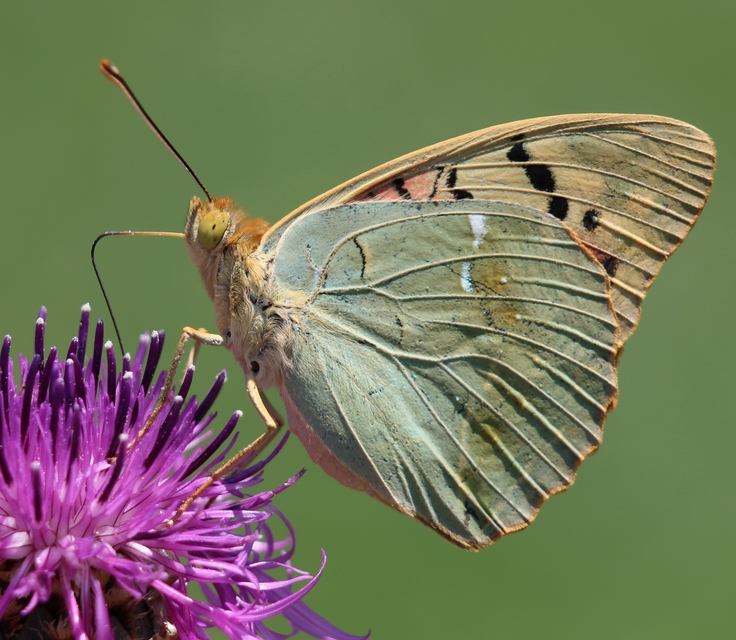 Argynnis pandora - zöldes gyöngyházlepke