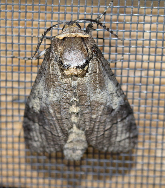 Cossus cossus - fűzfarontólepke