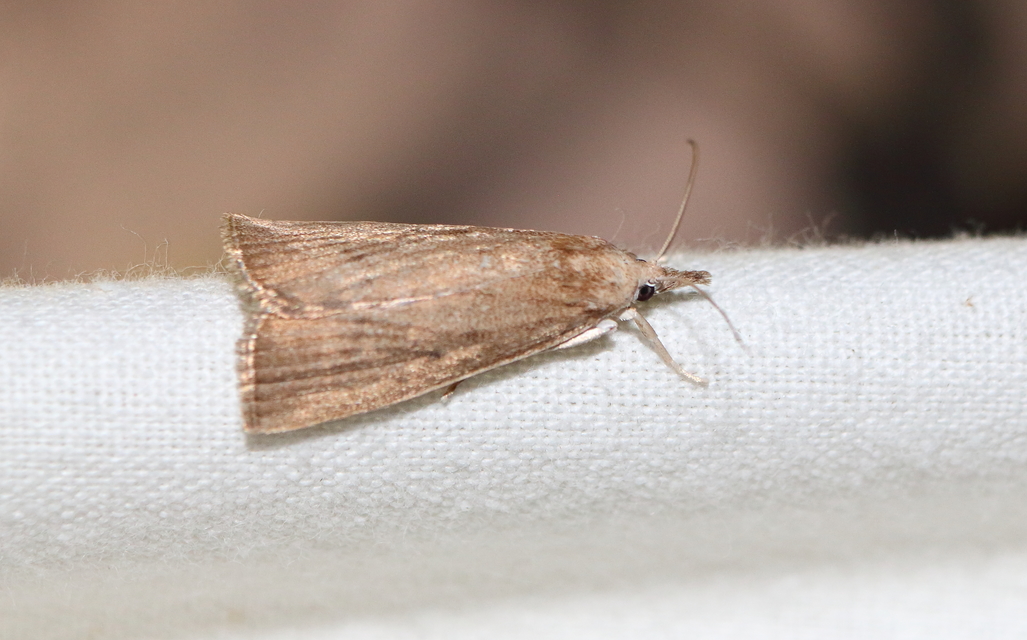 Calamotropha paludella - barna nádlevélmoly