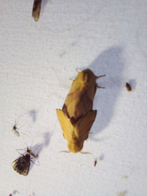 Malacosoma neustria - gyűrűsszövő