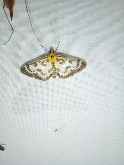Anania hortulata - tarka csalánmoly