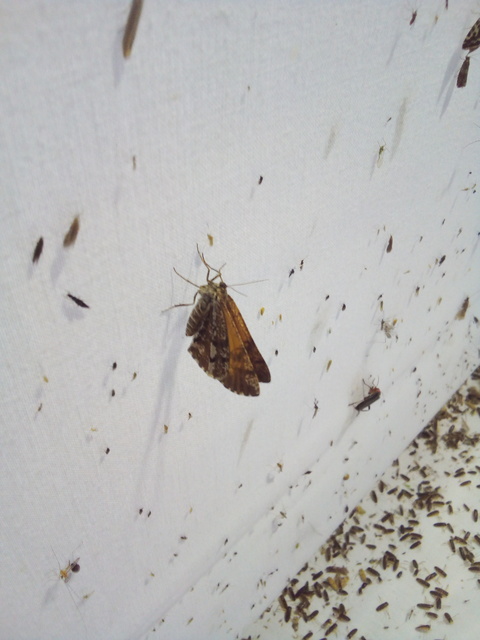 Bupalus piniaria - fenyőaraszoló