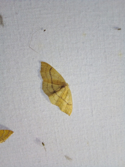 Cyclophora linearia - vonalas pettyesaraszoló