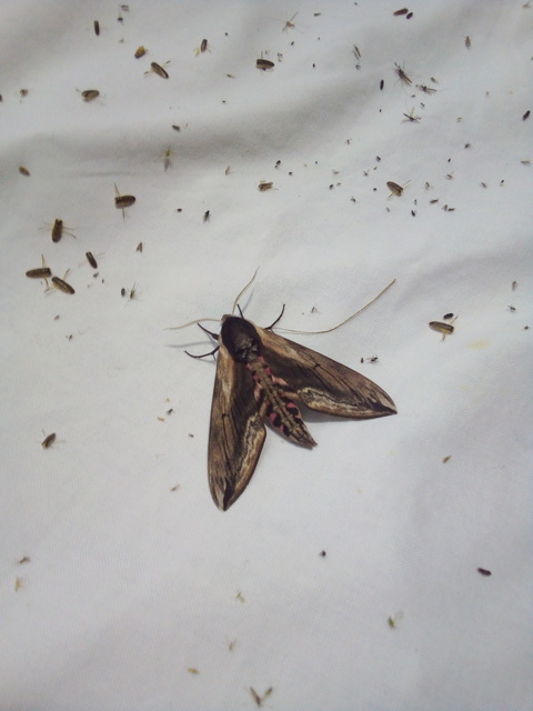 Sphinx ligustri - fagyalszender