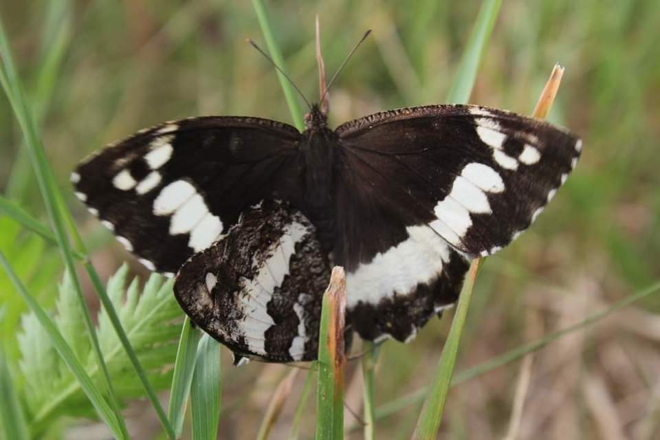 Brintesia circe - fehéröves szemeslepke