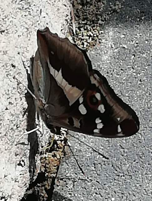 Apatura iris - nagy színjátszólepke