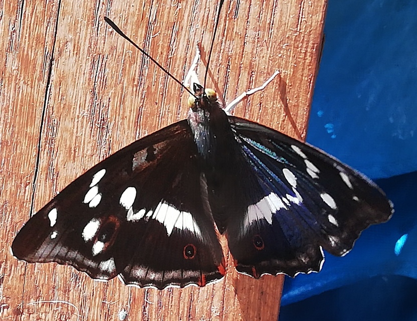 Apatura iris - nagy színjátszólepke