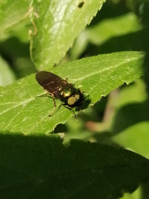 Chloromyia speciosa