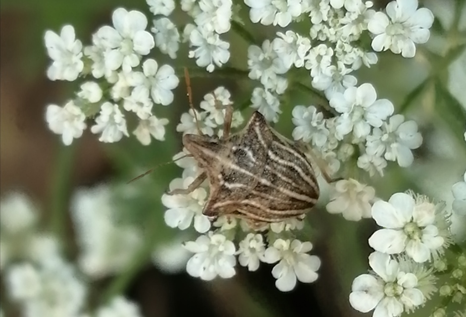Ancyrosoma leucogrammes - vállas poloska