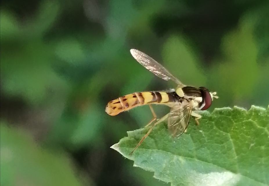 Sphaerophoria scripta - tarka darázslégy
