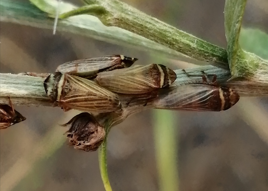 Aphrodes