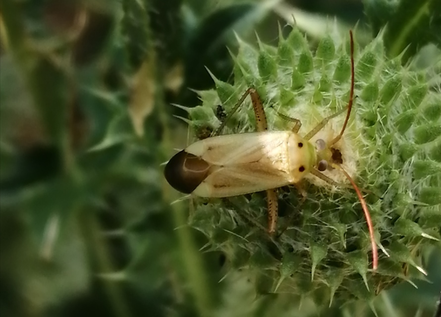 Adelphocoris lineolatus - lucernapoloska