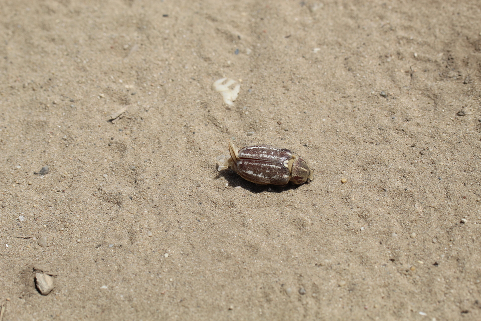 Anoxia orientalis - keleti cserebogár