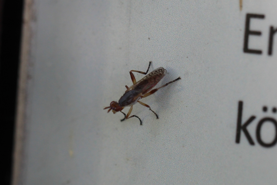 Sciomyzidae - szarvaslégyfélék