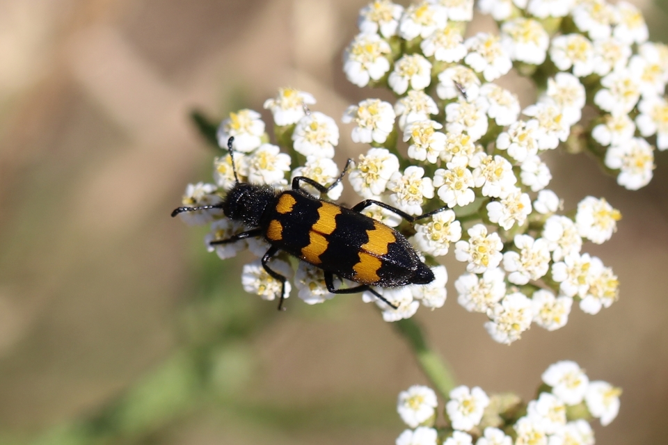 Mylabris variabilis - szalagos hólyaghúzó Mylabris variabilis - szalagos hólyaghúzó