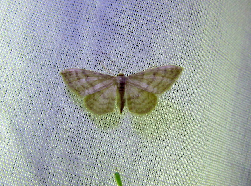 Idaea dilutaria - napvirág-apróaraszoló
