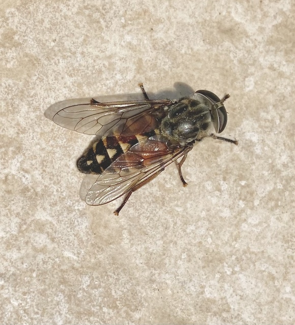 Tabanus