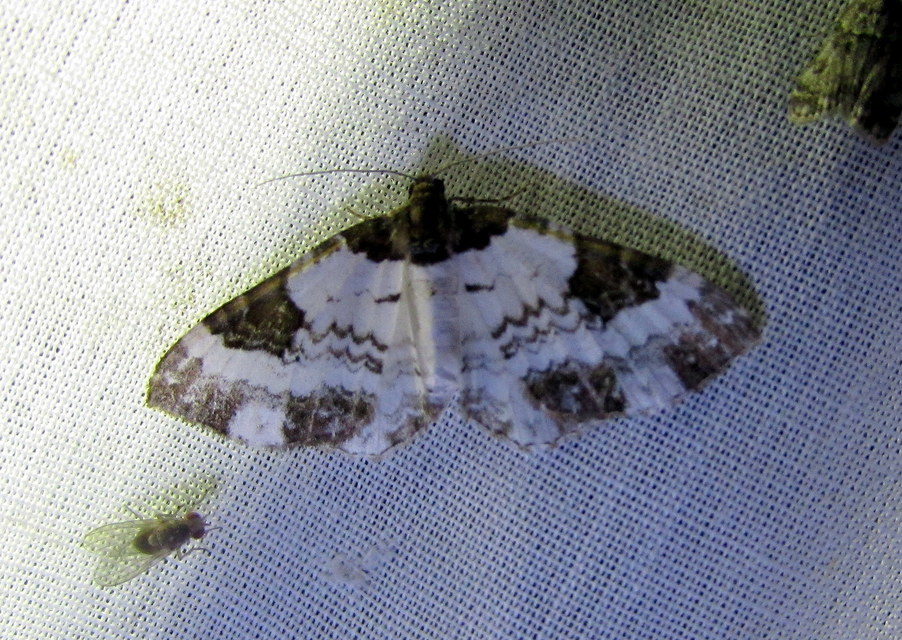 Melanthia procellata - hullámos tarkaaraszoló