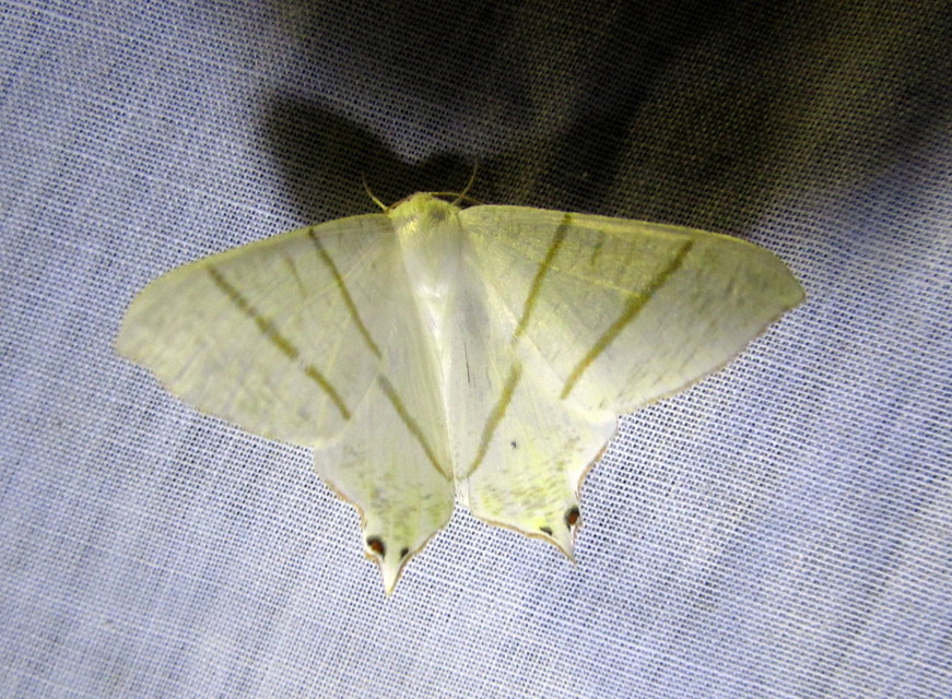 Ourapteryx sambucaria - fecskefarkú araszoló