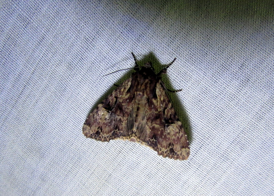 Apamea epomidion - vörösbarna dudvabagoly